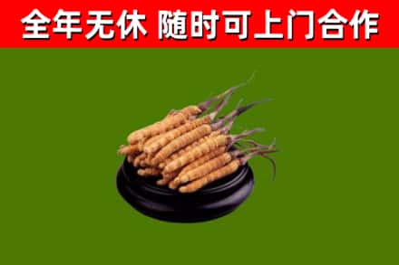 红旗烟酒回收冬虫夏草.jpg